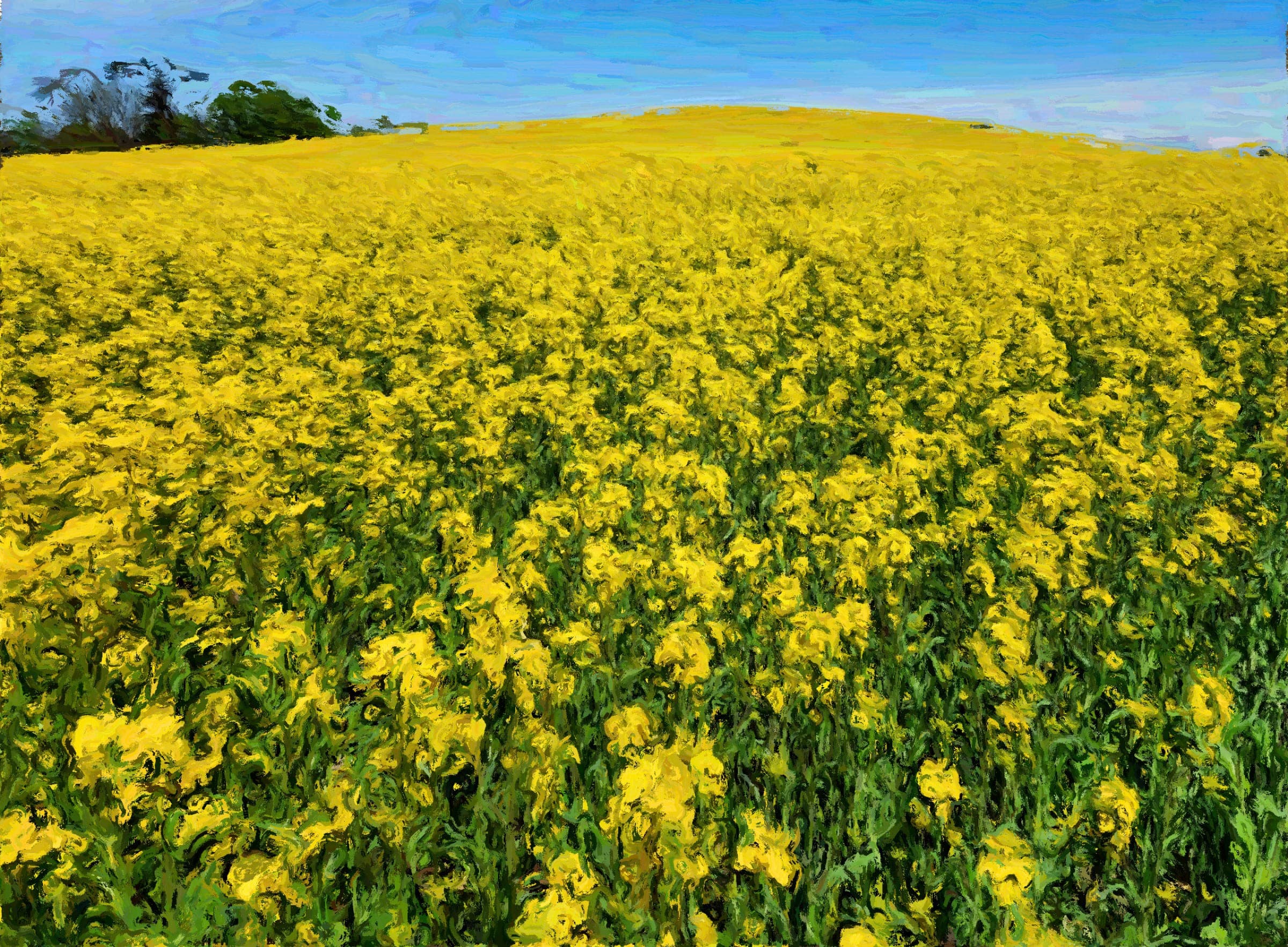 Ravenna Canola